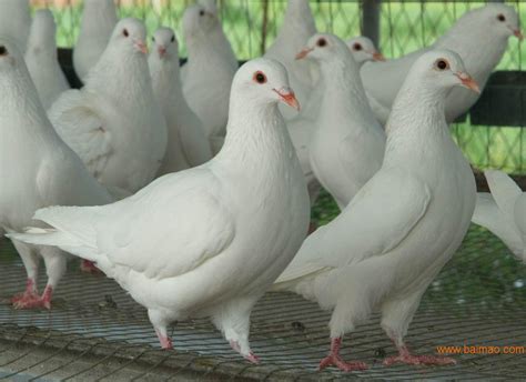 [白条鸽批发]白条鸽 鸽肉老鸽子，农村一手货源，常年批发零售白条老鸽子。价格21元/个 - 惠农网