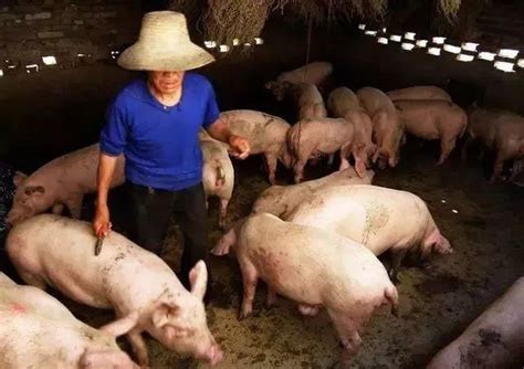 临近十一屠企备货需求有增加 猪价震荡窄幅上涨农业资讯-农信网