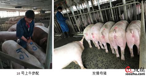 养猪技术：猪对环境条件的要求，很多养殖户都不懂，你懂吗？ - 猪好多网
