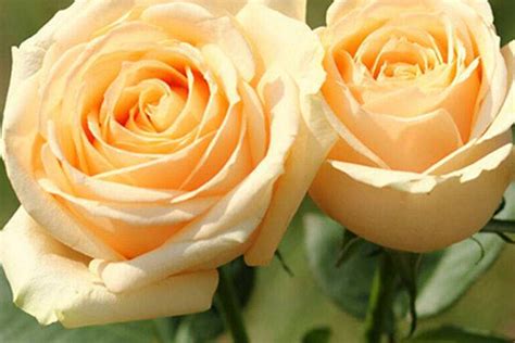象征爱情的花有哪些 十种超适合表达爱意的花卉 | 说明书网