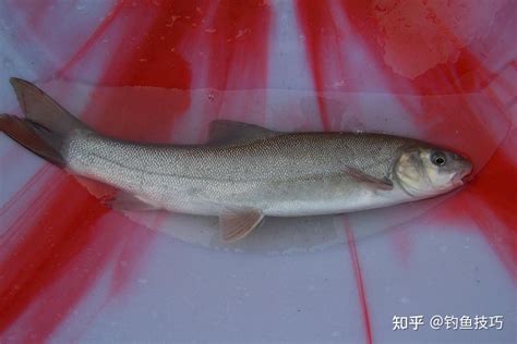 中国淡水鱼类图鉴（二）_评估