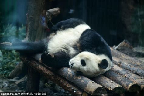 大熊猫“风雨无阻”吃睡模样迷人