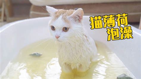 猫咪洗澡多少钱一次（一个月的小猫去宠物店里洗澡多少钱）-大盘站 - 大盘站