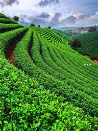 纯古树普洱茶成本分析表-普洱古树白茶价位 - 茶叶