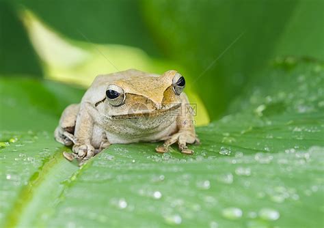 野生动物青蛙高清图片下载-正版图片307781524-摄图网