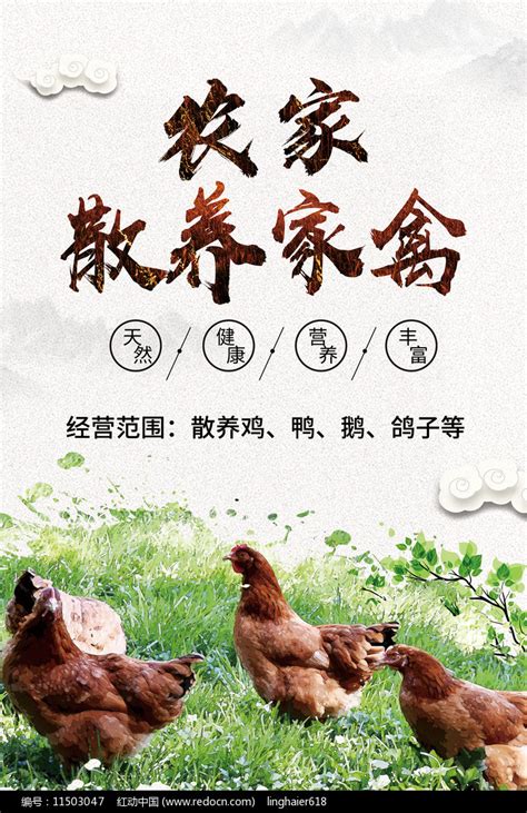简约大气农家散养家禽天然健康营养海报图片下载_红动中国