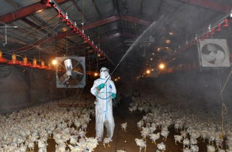 养鸡场疫病综合防疫措施 - 上海凯迈生物科技有限公司