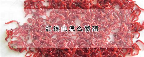 红线虫图片