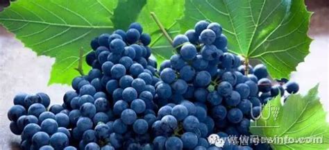 适合酿造晚收葡萄酒的葡萄品种