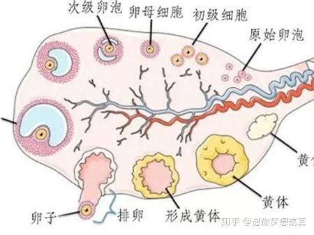 排卵后还会出现黄体破裂，这是怎么回事呢-深圳中山泌尿外科医院