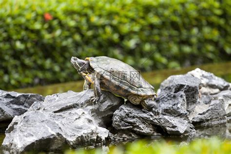 石头上的乌龟高清摄影大图-千库网