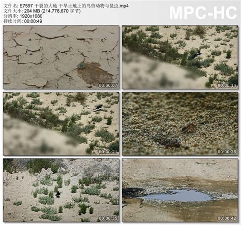 干裂的大地干旱土地上的鸟兽动物与昆虫 高清实拍视频素材-淘宝网