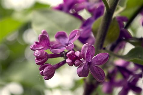 紫丁香-北方园林观赏树木-图片