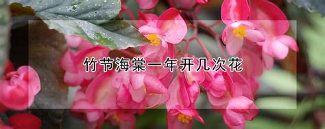 竹节海棠一年开几次花 —【发财农业网】