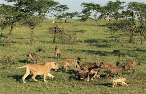 敢和狮子抢食物的动物_动物世界狮子大战鬣狗 - 随意云