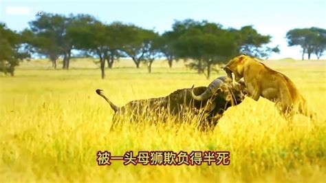 实况拍摄，一头水牛单挑狮王，碾压狮子群_腾讯视频