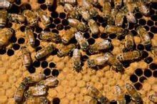 蜂房的功效与作用及禁忌 湖北天马养蜂场