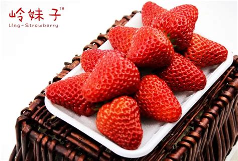 红颜归来，“莓”开颜笑~“庄河草莓王”红颜草莓甜蜜来袭！|半岛|草莓|红颜_新浪新闻
