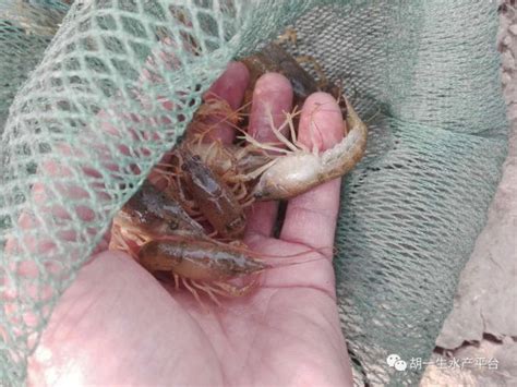 小龙虾的七个生物学特征农业资讯-农信网