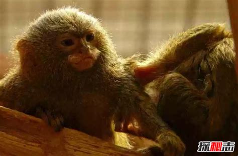 世界上十大最漂亮的猴子：山魈夺魁，长鼻猴上榜_巴拉排行榜
