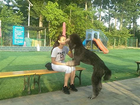 爱家宠物学校寄养训练在上海备受追捧