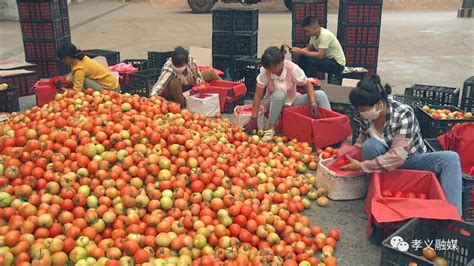 力农蔬菜合作社：西红柿行情好 销售旺_孝义市人民政府门户网站