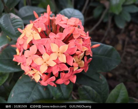 郁金香花团锦簇高清图片下载-正版图片307843070-摄图网
