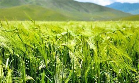 大麦种质资源收集、评价及新品种选育 - 植物营养与资源环境研究所