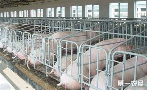 广东能繁母猪存栏连续3个月增长-广东省农业农村厅网站