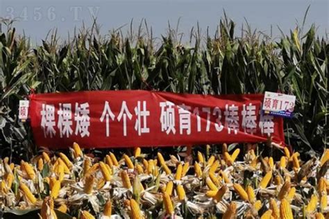 玉米-河南九圣禾新科种业有限公司