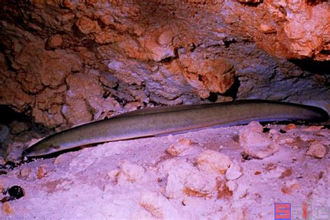 七鳃鳗：3.6亿年前就存在的“吸血鬼鱼” - 水生生物博物馆