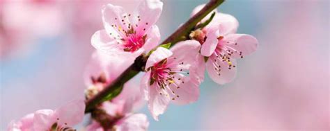 桃花10月开花有什么兆头 十月份桃树开花是代表什么意思_知秀网