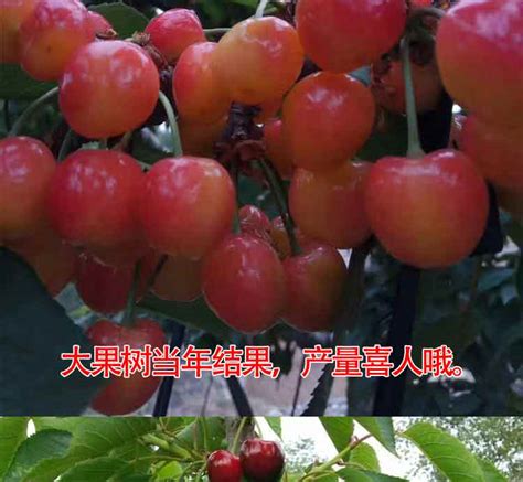 北方果树新品种,果树新品种,新品种果树苗木_大山谷图库