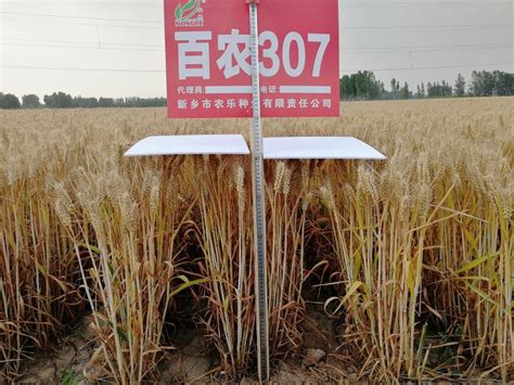 陕西省种业集团 - 小麦 - 百农307