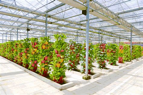 农业栽培：夏季蔬菜育苗技术
