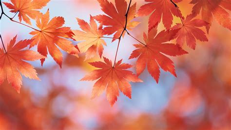 有哪些好看的关于秋季的图片或壁纸呢？ - 知乎