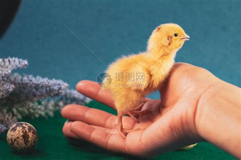 男生的小鸡鸡图片