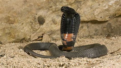【水律蛇怎么分公母】刚出生的水律蛇也能准确的分公母吗？_水律蛇_毒蛇网