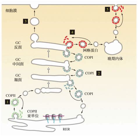 细胞内蛋白质的加工和分泌_挂云帆