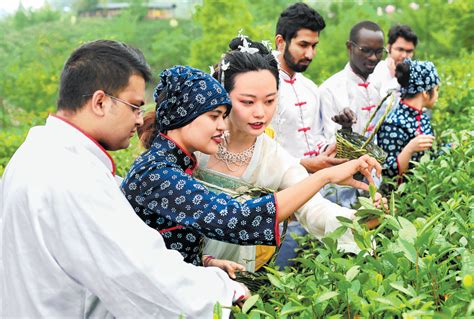 惠东县宝口镇马山村促进茶叶产业化发展_惠州新闻网