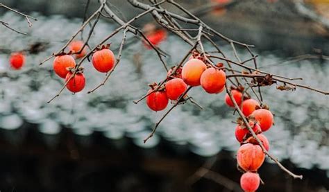 楠溪江畔，柿子红了-新闻中心-温州网