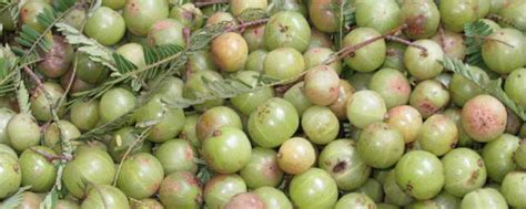 余甘果又叫油甘果或云南滇橄榄 牛甘果的营养价值和功效作用