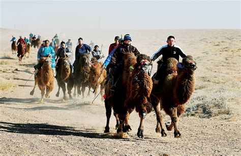 乌拉特后旗冬季骆驼文化旅游节开幕-北国风光-内蒙古新闻网
