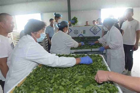 中国桑蚕丝绸产业发展专题报告