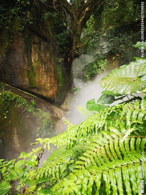 神秘热带雨林高清图片下载-正版图片600461196-摄图网