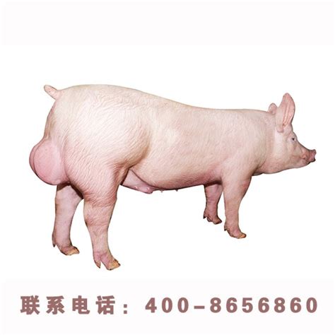 可爱的大白猪高清图片下载-正版图片600125214-摄图网