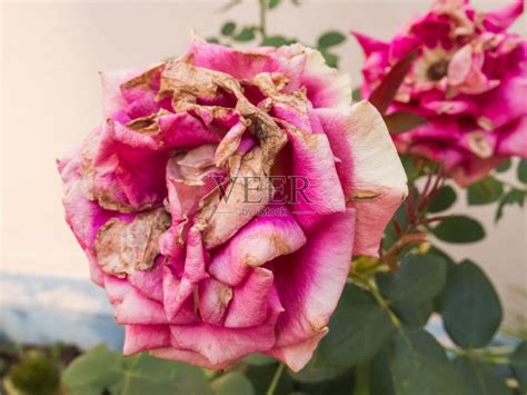 玫瑰,枯萎的,特写,菜园,两个物体正版图片素材下载_ID:354268349 - Veer图库
