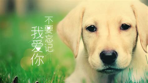 神犬小七 - 完美世界影视官方网站