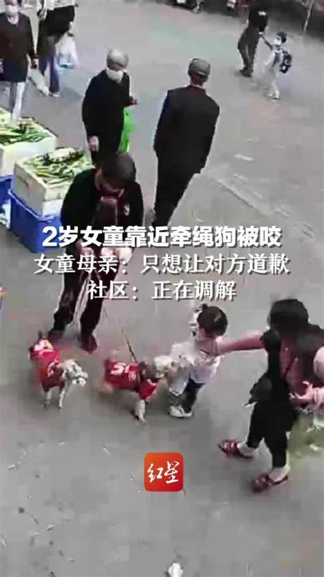 2岁女童靠近牵绳狗被咬伤，女童母亲：只想让对方道歉 社区：正在调解|狗_新浪新闻
