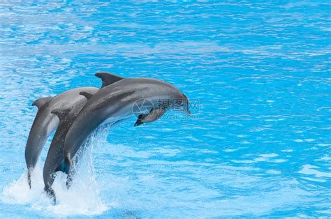 看海豚表演的游客们高清图片下载-正版图片600290244-摄图网